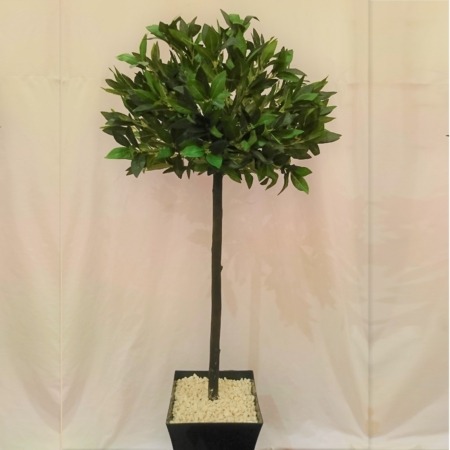 Bay Tree - 4ft