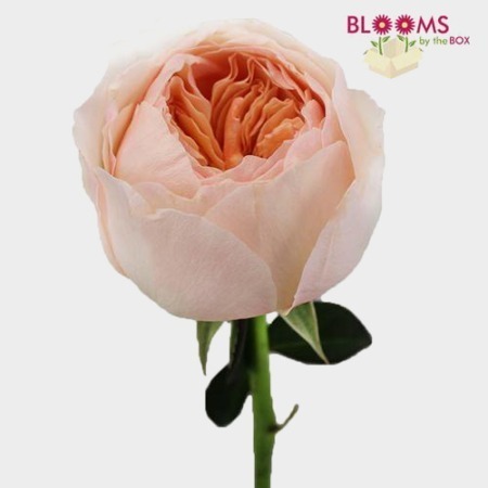 Rose / Peach Colour Short Stem Tight Ball Rose